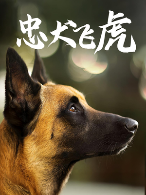 忠犬飞虎(33集) 忠犬飞虎(33集)热播短剧排行榜