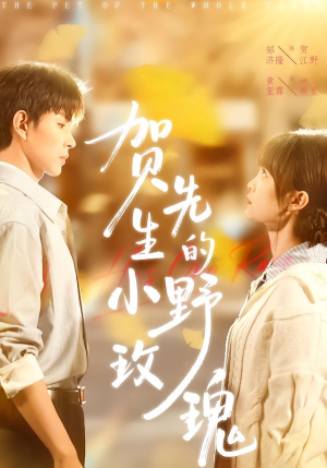 贺先生的小野玫瑰（99集）短剧全集抢先看