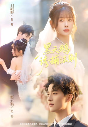 黑天鹅诱捕法册（80集）短剧推荐上热门